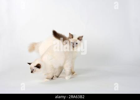 Birmankatzen, männlich, Flieder, 7 Monate, und Kätzchen, Seal-Tabby-Point, 13 Wochen, Heiliger Birman Stockfoto