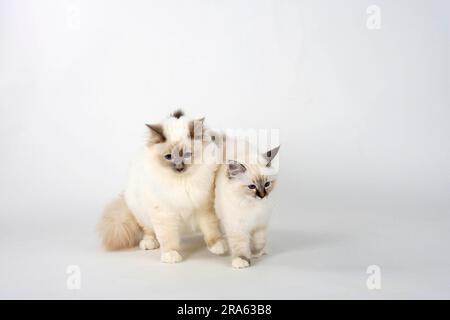 Birmankatzen, männlich, Flieder, 7 Monate, und Kätzchen, Seal-Tabby-Point, 13 Wochen, Heiliger Birman Stockfoto