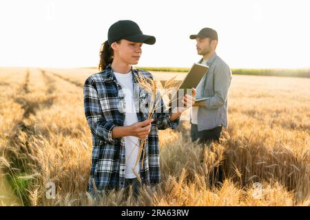 Ein paar Bauern untersuchen das Getreidefeld. Stockfoto