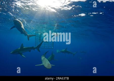 Galapagoshaie (Carcharhinus galapagensis), Oahu Island, Hawaii, Galapagoshai, USA Stockfoto