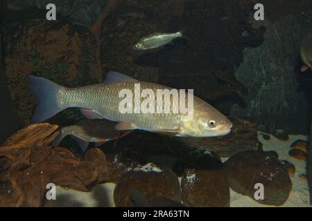 European Chub (Leuciscus cephalus), Bayern, Deutschland Stockfoto