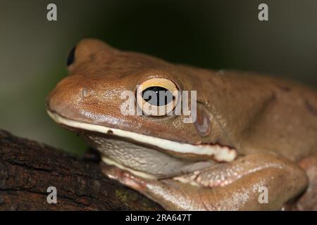 Goldbaumfrosch (Polypedate Leucomystax) Stockfoto