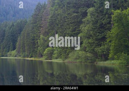 Großer Arbersee, Waldsee, Bayerischer Wald-Nationalpark, Bayern, Deutschland Stockfoto