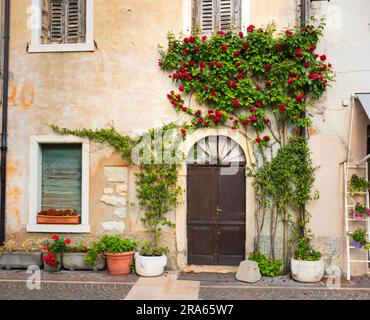 Traditionelles italienisches Haus mit wunderschönen Pflanzen um die Tür. Reisekonzept Italien. Reisen in Europa. Klassische Architektur. Stockfoto