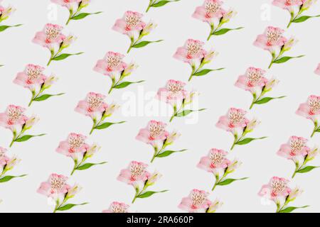 Muster der rosa Alstroemeria-Blume auf weißem Hintergrund. Stockfoto