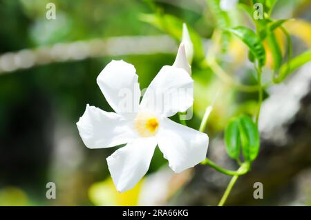 Mandevilla Vine, Rose Dipladenia oder Mandevilla x amabilis oder Hort Buck oder Alice du Pont oder Apocynaceae Pflanze oder weiße Blüten Stockfoto