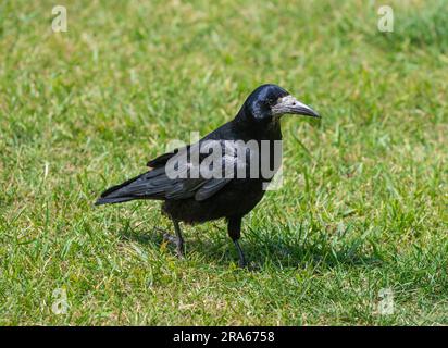 Ausgewachsener Turm (Corvus frugilegus), der im Sommer auf Gras steht, in England, Großbritannien. Stockfoto