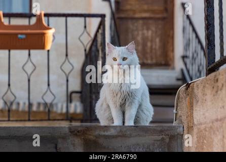 Ein Bild einer weißen türkischen Angora Katze, die auf einer Treppe sitzt. Stockfoto