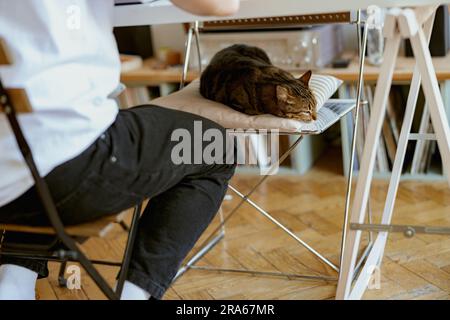 Eine ruhige Katze schläft auf einem Stuhl in der Nähe ihres Besitzers. Haustierkonzept Stockfoto