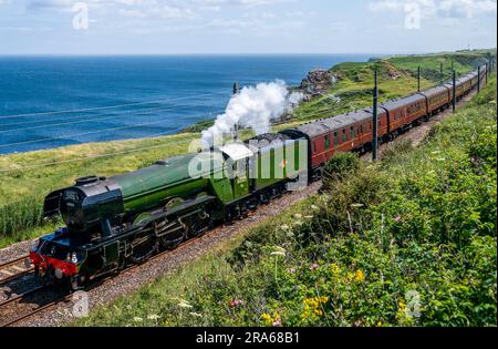 Der fliegende Schotte fährt durch Lamberton an der schottischen Grenze, während sie Richtung Edinburgh fährt. Die berühmteste Dampflok der Welt, 60103 Flying Scotsman, wird dieses Jahr 100 Jahre alt. Bilddatum: Samstag, 1. Juli 2023. Stockfoto