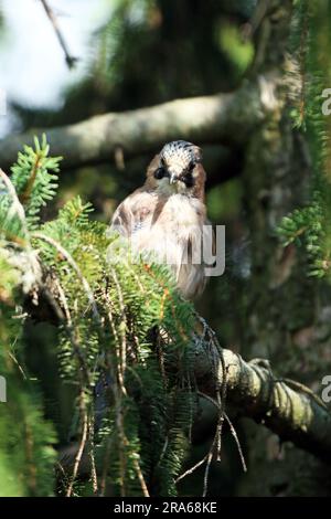 Nahaufnahme eines eurasischen jay, Garrulus glandarius, hoch oben auf einem Kiefernbaum. Nahaufnahme von Eurasian Jay. Vögel in der Tierwelt. Außenphot Stockfoto