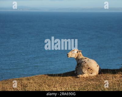 Küstenschafe, Rhossili Bay, Gower Halbinsel, Wales Stockfoto