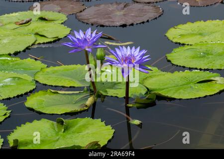 Lila Lotusblüte und Blätter von Riesenlilien. Botanischer Garten Universität Karlsruhe. Stockfoto