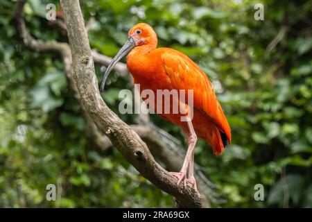 Scharlach-Ibisse (Eudocimus ruber) ist eine Art von Ibios aus der Vogelfamilie Threskiornithidae. Sie bewohnt das tropische Südamerika und einen Teil der Karibik Stockfoto