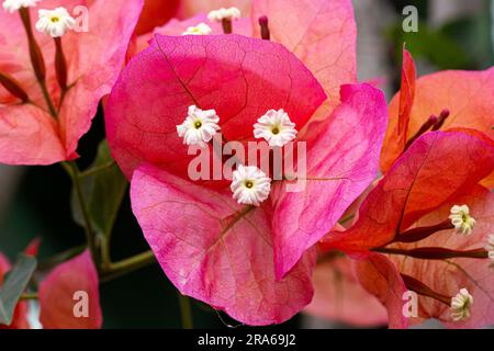 Papierblume (Bougainvillea Glabra), Zypern, Griechenland, Europa Stockfoto