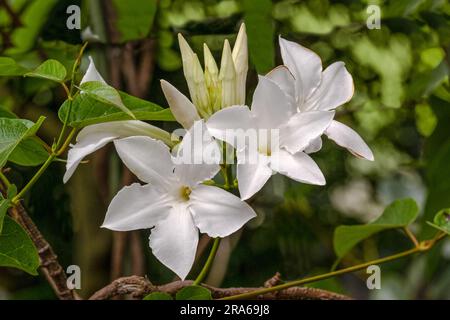 Chilenischer Jasmin, Mandevilla laxa Stockfoto