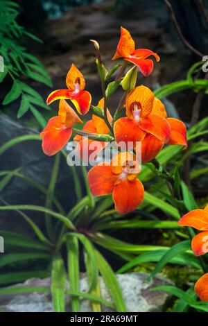 Die lebendige rote Orchidee Disa ist eine Gattung blühender Pflanzen der Familie Orchidaceae Stockfoto