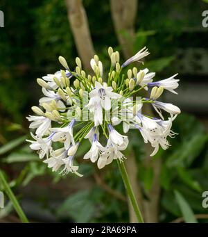 Wunderschöne weiße Magenta-Acapanthus africanus-Blume Stockfoto