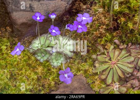 Mexikanisches Butterkraut (Pinguicula cyclosecta) ist eine fleischfressende oder insektenfressende Pflanze, die in Mexiko endemisch ist. Stockfoto