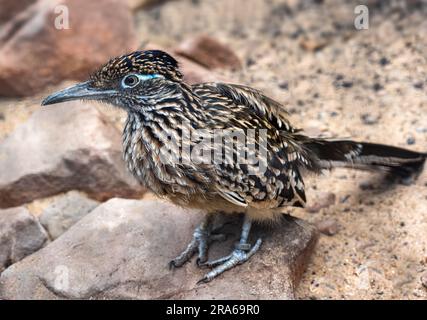 Der größere Rennläufer (Geococcyx calofornianus) ist ein langbeiniger Vogel in der Kuckuckfamilie Stockfoto