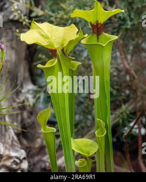 Gelbe Krug-Pflanze (Sarracenia flava) in der botanischen Wilhelma, Baden Württemberg, Deutschland, Europa Stockfoto