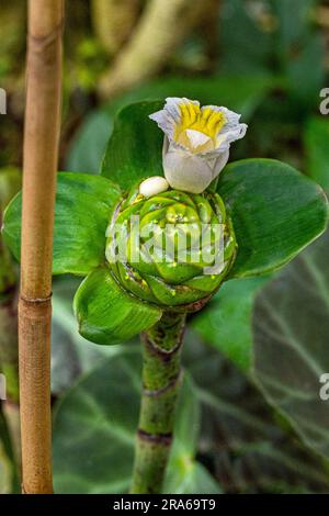 Nahaufnahme der weißen Blüte von kreppem Ingwer (Costus speciosus) Stockfoto