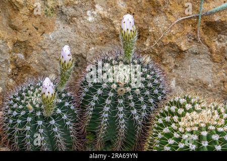 Kakteen, Blüten (Acanthocalycium spiniflorum var. Spiniflorum) Stockfoto