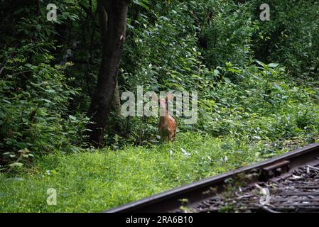 Weißschwanz-Fawn in einem Pennsylvania-Wald Stockfoto