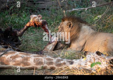 Sambia, South Luangwa NP. Männlicher Löwe (WILD: Panthera leo) auf endemischer Giraffen-Tötung durch Thornicroft (Giraffa camelopardalis thornicrofti) Stockfoto