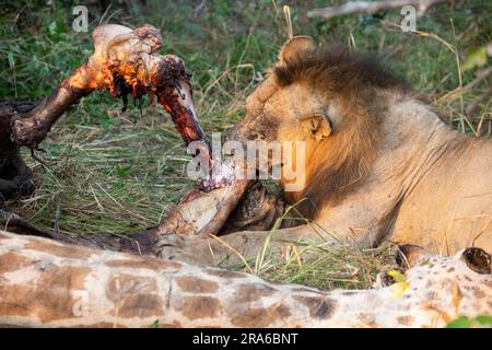 Sambia, South Luangwa NP. Männlicher Löwe (WILD: Panthera leo) auf endemischer Giraffen-Tötung durch Thornicroft (Giraffa camelopardalis thornicrofti) Stockfoto