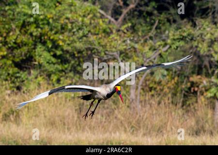 Sambia, Süd-Luangwa. Sambia, Süd-Luangwa. Weiblicher Sattelstorch (WILD: Ephippiorhynchus senegalensis) im Flug. Stockfoto