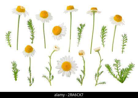 Kamillenblüten, Knospen und Blätter isoliert auf weiß. Weiße Gänseblümchen in der Blüte. Chamaemelum nobile pflanzliche Heilpflanze. Stockfoto