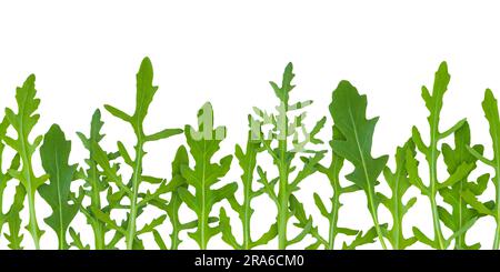 Rucola oder Rakete hinterlässt einen nahtlosen horizontalen Rand isoliert auf weiß. Eruca-vesicaria-grünes Gemüsemuster. Blattgrün. Stockfoto