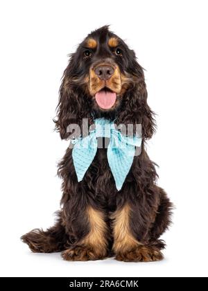 Majestätische Schokolade und Bräune, 3 Monate alter Cocker Spaniel-Hund, sitzt seitlich. Er sieht neugierig in die Kamera und hat süße, herabhängende Augen. Zunge raus. Ist Stockfoto