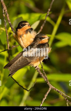 Barn Swallow (Hirundo rustica), Wood River Wetland, Klamath Falls District Bureau of Land Management, Oregon Stockfoto