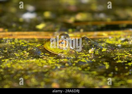 American Bullfrog (Lithobates catesbeianus), Wood River Wetland, Klamath Falls District Bureau of Land Management, Oregon Stockfoto