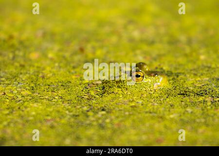 American Bullfrog (Lithobates catesbeianus), Wood River Wetland, Klamath Falls District Bureau of Land Management, Oregon Stockfoto