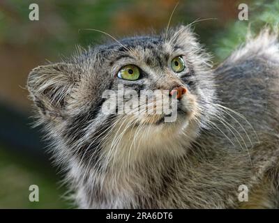 Pallas's Katze Otocolobus manul Portrait Stockfoto