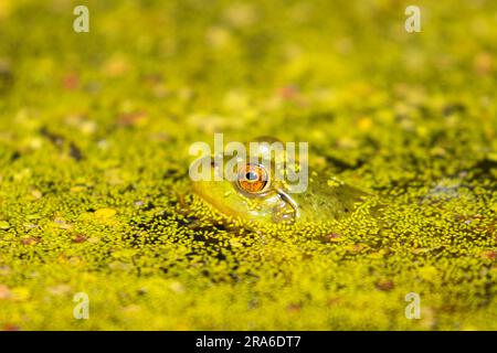 American Bullfrog (Lithobates catesbeianus), Wood River Wetland, Klamath Falls District Bureau of Land Management, Oregon Stockfoto