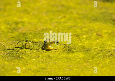 American Bullfrog (Lithobates catesbeianus), Wood River Wetland, Klamath Falls District Bureau of Land Management, Oregon Stockfoto