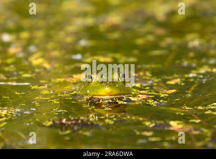 American Bullfrog (Lithobates catesbeianus), Wood River Wetland, Klamath Falls District Bureau of Land Management, Oregon Stockfoto