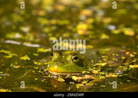 American Bullfrog (Lithobates catesbeianus), Wood River Wetland, Klamath Falls District Bureau of Land Management, Oregon Stockfoto