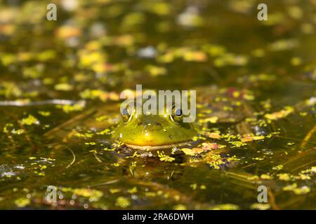 American Bullfrog (Lithobates catesbeianus), Wood River Wetland, Klamath Falls District Bureau of Land Management, Oregon Stockfoto