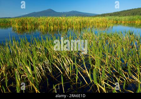 Mare’s-tail (Hippuris vulgaris), Upper Klamath National Wildlife Refuge, Oregon Stockfoto