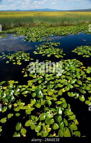 Klamath Marsh mit Kuhlilie (Nuphar polysepala), Klamath Marsh National Wildlife Refuge, Oregon Stockfoto