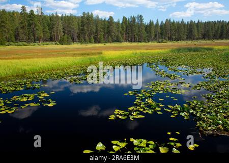 Klamath Marsh mit Kuhlilie (Nuphar polysepala), Klamath Marsh National Wildlife Refuge, Oregon Stockfoto