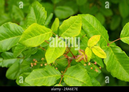 Gifteiche (Toxicodendron diversilobum), Kirk Park, Lane County, Oregon Stockfoto