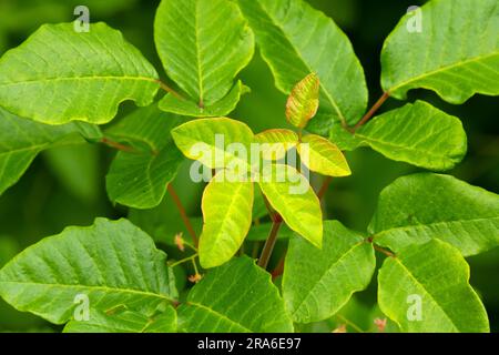 Gifteiche (Toxicodendron diversilobum), Kirk Park, Lane County, Oregon Stockfoto