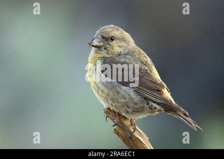 Red Crossbill (Loxia curvirostra), Cabin Lake Viewing Blind, Deschutes National Forest, Oregon Stockfoto