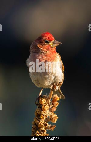 Cassin's Finch (Haemorhous cassinii), Cabin Lake Viewing Blind, Deschutes National Forest, Oregon Stockfoto